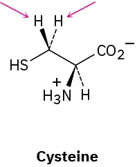 Wedge-dash structure of cysteine zwitterion. Arrows point toward the pro-S and pro-R hydrogen atoms bonded at C3.