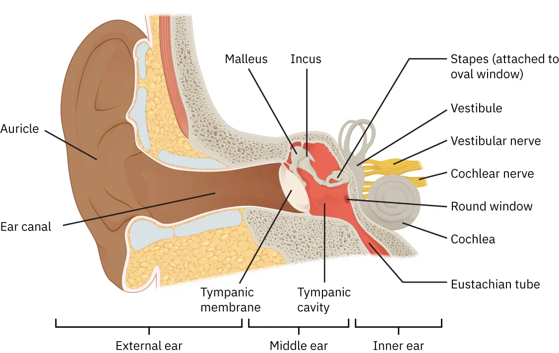 An anatomical cross-section of the human ear, showing the external, middle, and inner ear structures with labeled components like the auricle, tympanic membrane, ossicles, and cochlea.