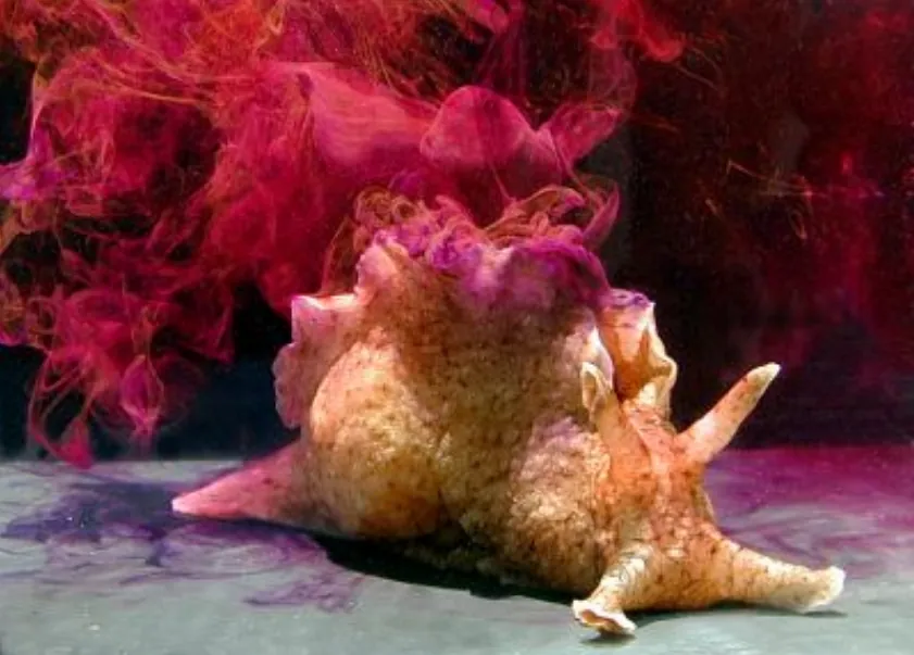 Photo of Aplysia Californica releasing ink. It is a beige, slug-like creature with a frill along its dorsal surface and several protrusions from its face.