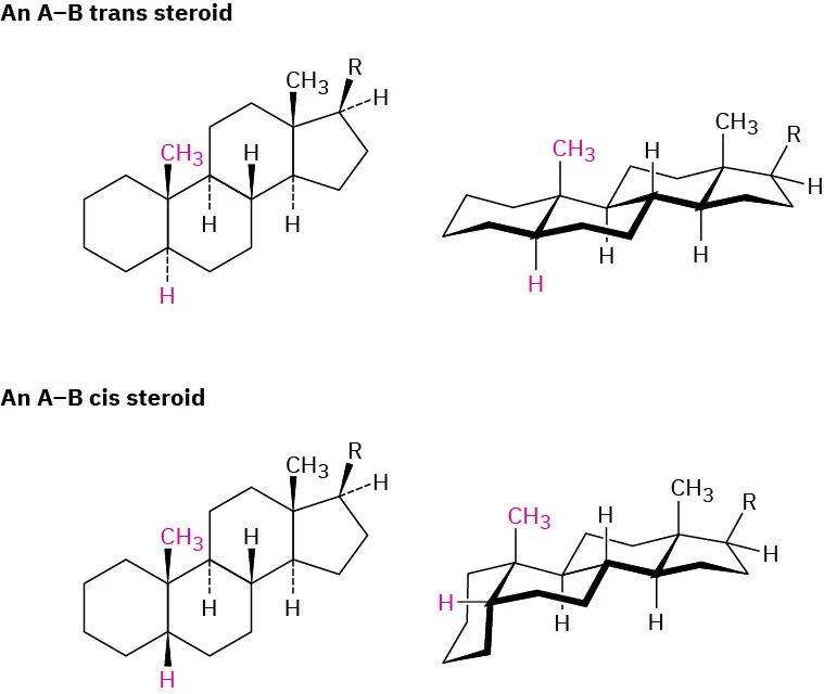 The structure and chair conformation of an A-B trans steroid and A-B cis steroid.