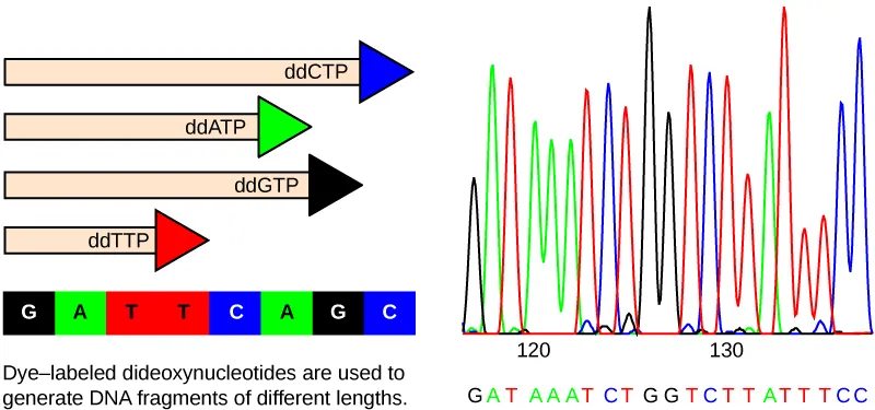 The left part of this illustration shows a parent strand of DNA with the sequence GATTCAGC, and four daughter strands, each of which was made in the presence of a different dideoxynucleotide: ddATP, ddCTP, ddGTP, or ddTTP. The growing chain terminates when a ddNTP is incorporated, resulting in daughter strands of different lengths. The right part of this image shows the separation of the DNA fragments on the basis of size. Each ddNTP is fluorescently labeled with a different color so that the sequence can be read by the size of each fragment and its color. 