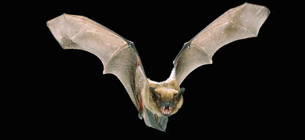 La imagen muestra una fotografía de un murciélago volador con las alas extendidas.