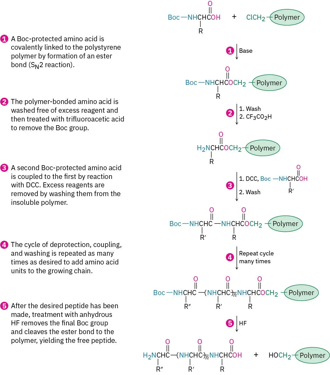 Peptide synthesis  via an amino acid-bound resin. B o c protected amino acids are sequentially coupled to the resin polymer, which is later cleaved from the resin by HF.