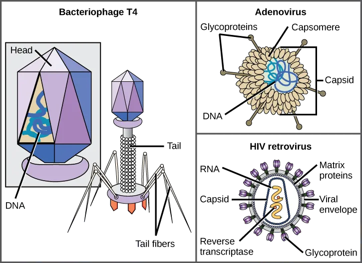 Illustration a shows bacteriophage T4, which houses its DNA genome in a hexagonal head. A long, straight tail extends from the bottom of the head. Tail fibers attached to the base of the tail are bent, like spider legs. In b, adenovirus houses its DNA genome in a round capsid made from many small capsomere subunits. Glycoproteins extend from the capsomere, like pins from a pincushion. In c, the HIV retrovirus houses its RNA genome and an enzyme called reverse transcriptase in a bullet-shaped capsid. A spherical viral envelope, lined with matrix proteins, surrounds the capsid. Glycoproteins extend from the viral envelope.
