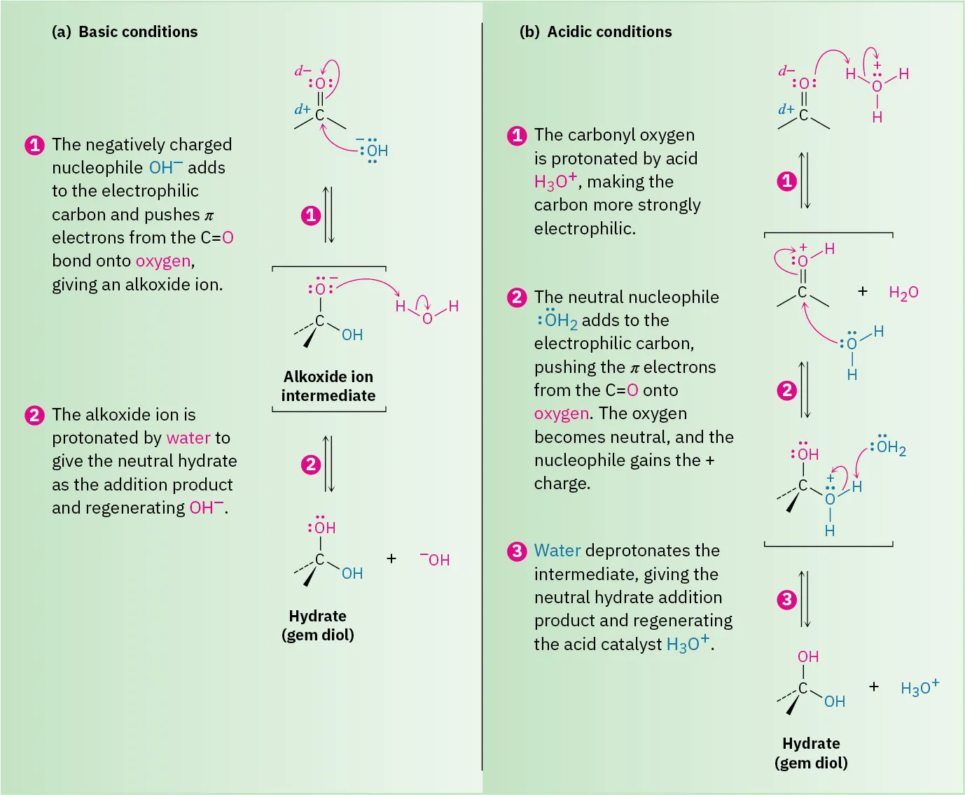 Nucleophilic addition reactions under basic and acidic conditions involve two steps (attack, protonation) and three steps (protonation, attack, deprotonation), respectively. Hydrate (gem diol) is formed in both conditions.