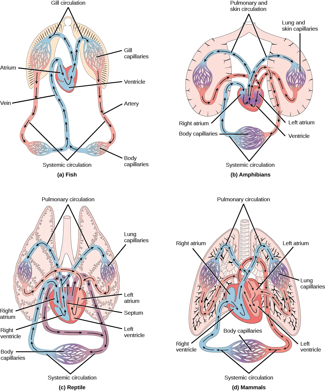 Illustration A shows the circulatory system of fish, which have a two-chambered heart with one atrium and one ventricle. Blood in systemic circulation flows from the body into the atrium, then into the ventricle. Blood exiting the heart enters gill circulation, where gases are exchanged by gill capillaries. From the gills blood re-enters systemic circulation, where gases in the body are exchanged by body capillaries. Illustration B shows the circulatory system of amphibians, which have a three-chambered heart with two atriums and one ventricle. Blood in systemic circulation enters the heart, flows into the right atrium, then into the ventricle. Blood leaving the ventricle enters pulmonary and skin circulation. Capillaries in the lung and skin exchange gases, oxygenating the blood. From the lungs and skin blood re-enters the heart through the left atrium. Blood flows into the ventricle, where it mixes with blood from systemic circulation. Blood leaves the ventricle and enters systemic circulation. Illustration C shows the circulatory system of reptiles, which have a three-chambered heart. While the right and left atrium are completely separated, there is only a partial septum separating the ventricles, and thus there is some mixing of blood between these chambers. Blood from systemic circulation enters the right atrium, then flows from the right ventricle and enters pulmonary circulation, where blood is oxygenated in the lungs. From the lungs blood travels back into the heart through the left atrium. Because the left and right atrium are not separated, some mixing of oxygenated and deoxygenated blood occurs. Blood is pumped into the left ventricle, then into the body. Illustration D shows the circulatory system of mammals, which have a four-chambered heart. Circulation is similar to that of reptiles, but the four chambers are completely separate from one another, which improves efficiency.