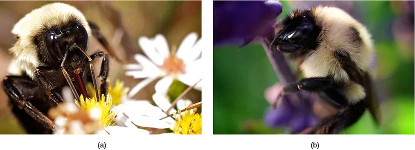 Photos A and B show virtually identical looking insects.  Both have smooth black faces and legs, but their body is covered in a white fuzzy looking material.