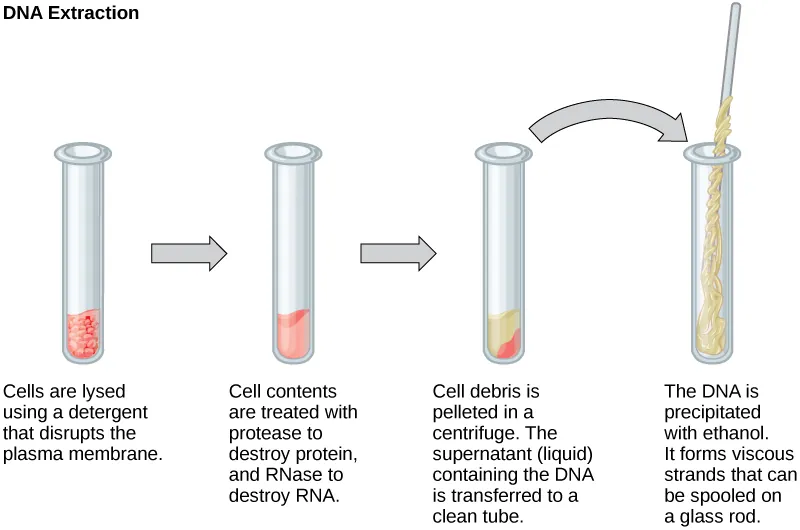 This illustration shows the four main steps of D N A extraction. In the first step, cells in a test tube are lysed using a detergent that disrupts the plasma membrane. In the second step, cell contents are treated with protease to destroy protein, and RNAase to destroy R N A. The resulting slurry is centrifuged to pellet the cell debris. The supernatant, or liquid, containing the D N A is then transferred to a clean test tube. The D N A is precipitated with ethanol. It forms viscous, mucous-like strands that can be spooled on a glass rod.