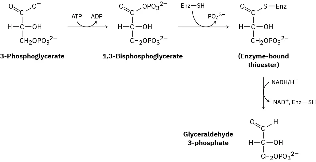 The reaction shows the enzyme-catalyzed conversion of 3-phosphoglycerate to glyceraldehyde-3-phosphate. 1,3-Bisphosphoglycerate and an enzyme-bound thioester are formed as intermediates.