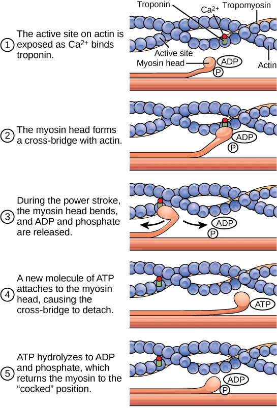 Illustration shows two actin filaments coiled with tropomyosin in a helix, sitting beside a myosin filament. Each actin filament is made of round actin subunits linked in a chain. A bulbous myosin head with ADP and phosphate attached sticks up from the myosin filament. The contraction cycle begins when calcium binds to the actin filament, allowing the myosin head to from a cross-bridge. During the power stroke, the myosin head bends and ADP and phosphate are released. As a result, the actin filament moves relative to the myosin filament. A new molecule of ATP binds to the myosin head, causing it to detach. The ATP hydrolyzes to ADP and phosphate, returning the myosin head to the cocked position.