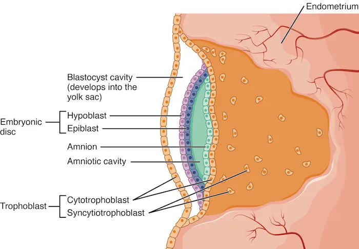 This image shows the development of the amniotic cavity and the location of the embryonic disc.