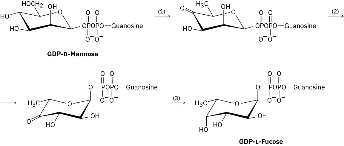 G D P- L-Fucose, one of the essential monosaccharides, is biosynthesized from G D P - D-mannose by a three-step reaction sequence.