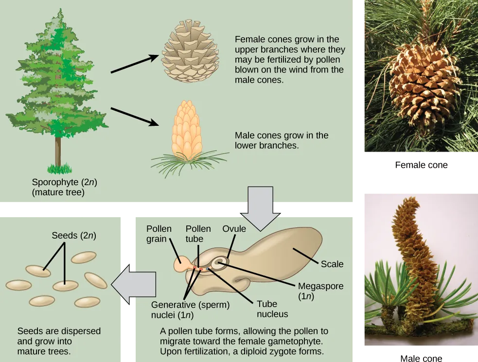 The conifer life cycle begins with a mature tree, which is called a sporophyte and is diploid, 2 n. The tree produces male cones in the lower branches, and female cones in the upper branches. The male cones produce pollen grains that contain two generative, sperm, nuclei and a tube nucleus. When the pollen lands on a female scale, a pollen tube grows toward the female gametophyte, which consists of an ovule containing the megaspore. Upon fertilization, a diploid zygote forms. The resulting seeds are dispersed, and grow into a mature tree, ending the cycle. Both the male and female cone are made up of rows of scales, but the female cone is round and wide, and the male cone is long and thin with thinner scales.