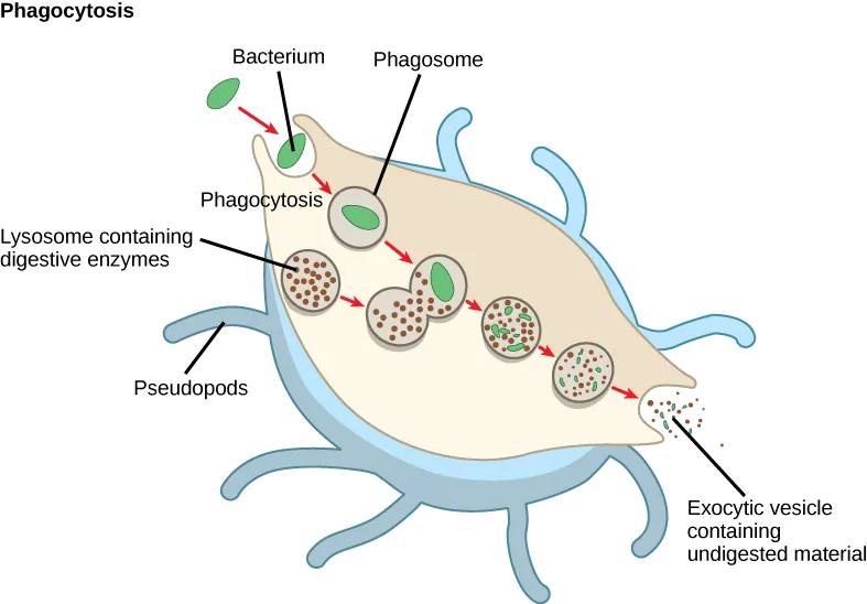 In this illustration, a macrophage consuming a bacterium is shown. As the bacterium is consumed by endocytosis, it is encapsulated in a vesicle. A lysosome fuses with the vesicle and digestive enzymes inside the lysosome digest the bacterium. The undigested material is expelled from the macrophage through the process of exocytosis.