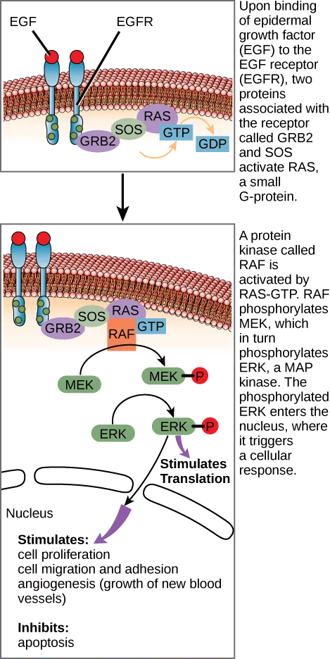This illustration shows the epidermal growth factor receptor, which is embedded in the plasma membrane. Upon binding of a signaling molecule to the receptor’s extracellular domain, the receptor dimerizes, and intracellular residues are phosphorylated. Phosphorylation of the receptor triggers the phosphorylation of a protein called MEK by RAF. MEK, in turn, phosphorylates ERK. ERK stimulates protein translation in the cytoplasm, and transcription in the nucleus. Activation of ERK stimulates cell proliferation, cell migration and adhesion, and angiogenesis (growth of new blood vessels). ERK inhibits apoptosis.