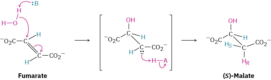 A base with a set of lone pair reacts with fumarate and water followed by stereoselective enolate protonation  to form (S)-Malate. 
