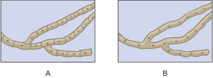 a) a long strand with walls dividing it into rectanges. B) A long square with no walls between the nuclei.
