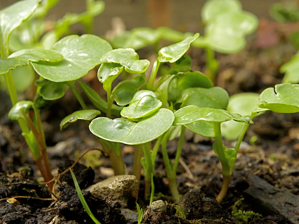 La imagen muestra plantas de rábano de distintas alturas que brotan de la tierra.