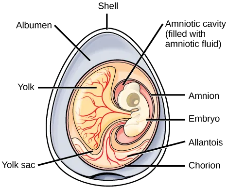 The illustration shows a cross section of an egg.  The outer covering is called the shell.  There is a circular mass inside with many different parts.  Surrounding the mass, within the shell is the albumen.  The outer layer of the circular mass is the chorion.  An embryo is contained within an amniotic cavity, filled with amniotic fluid.  Attached to the embryo is a yolk sac, filled with a yolk substance.  Vein like features, called allantois, extend from the chorion to the embryo.