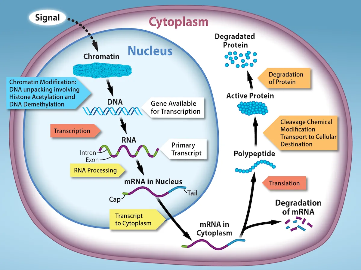 A cell diagram is shown. A signal leads to chromatin unpacking through histone acetylation, DNA methylation, which triggers DNA transcription, RNA processing by adding 5’ cap, poly A tail, and splicing of introns and exons, and m R N A to leaving the nucleus and entering the cytoplasm. In the cytoplasm, translation occurs, leading to formation of a polypeptide, its processing and modification to produce protein’s functional form, transport to designated cellular and extracellular destinations, eventual degradation of both the mRNA and the protein.