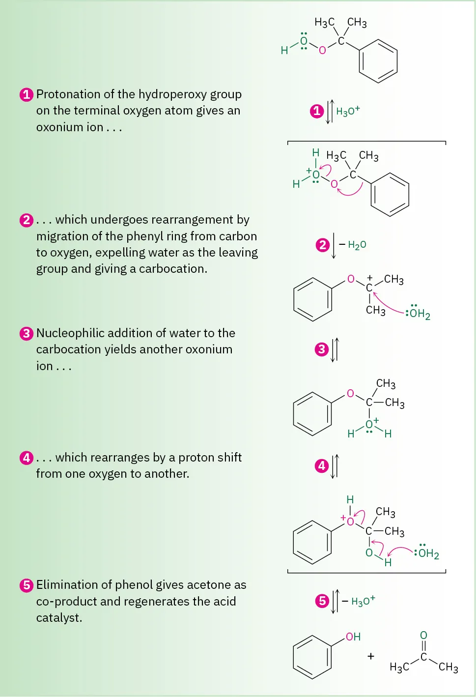 The five steps involved in the formation of phenol and acetone from cumene hydroperoxide by acid-catalyzed rearrangement.