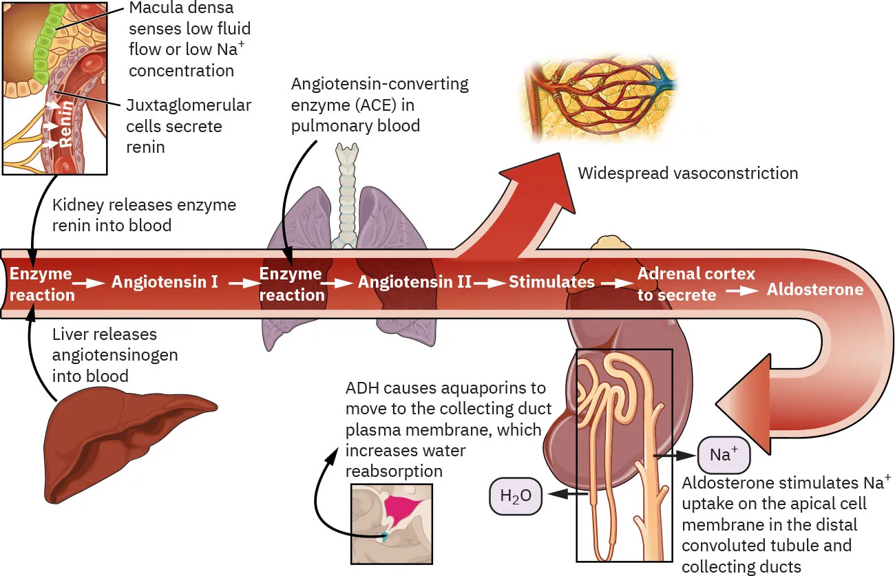 Graphic showing the Renin-Angiotensin-Aldosterone System (RAAS) and how it regulates fluid and blood pressure.