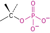 The general structure of monophosphate.