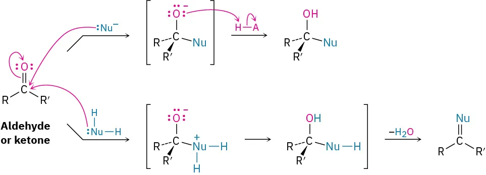 Nucleophilic addition to aldehydes or ketones. With negative nucleophile, attack forms alkoxide, then alcohol after protonation. With neutral nucleophile with two hydrogens, water leaves after attack, double bond to nucleophile.