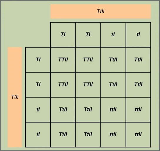 This figure shows all possible combinations of offspring resulting from a dihybrid cross of pea plants that are heterozygous for the tall slash dwarf and inflated slash constricted alleles.