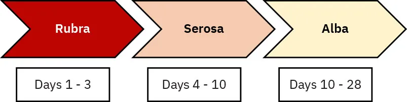Chart of coloring of lochia discharge from days 1-3 (bright red), days 4-10 (pale pink), and days 10-28 (yellowish).