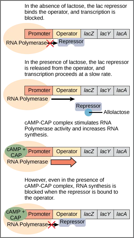 The lac operon consists of a promoter, an operator, and three genes named lac Z, lac Y, and lac A. R N A polymerase binds to the promoter. In the absence of lactose, the lac repressor binds to the operator and prevents RNA polymerase from transcribing the operon. In the presence of lactose, the repressor is released from the operator, and transcription proceeds at a slow rate. Binding of the c A M P plus sign CAP complex to the promoter stimulates R N A polymerase activity and increases R N A  synthesis. However, even in the presence of the c A M P plus sign CAP complex, R N A synthesis is blocked if the repressor binds to the promoter.