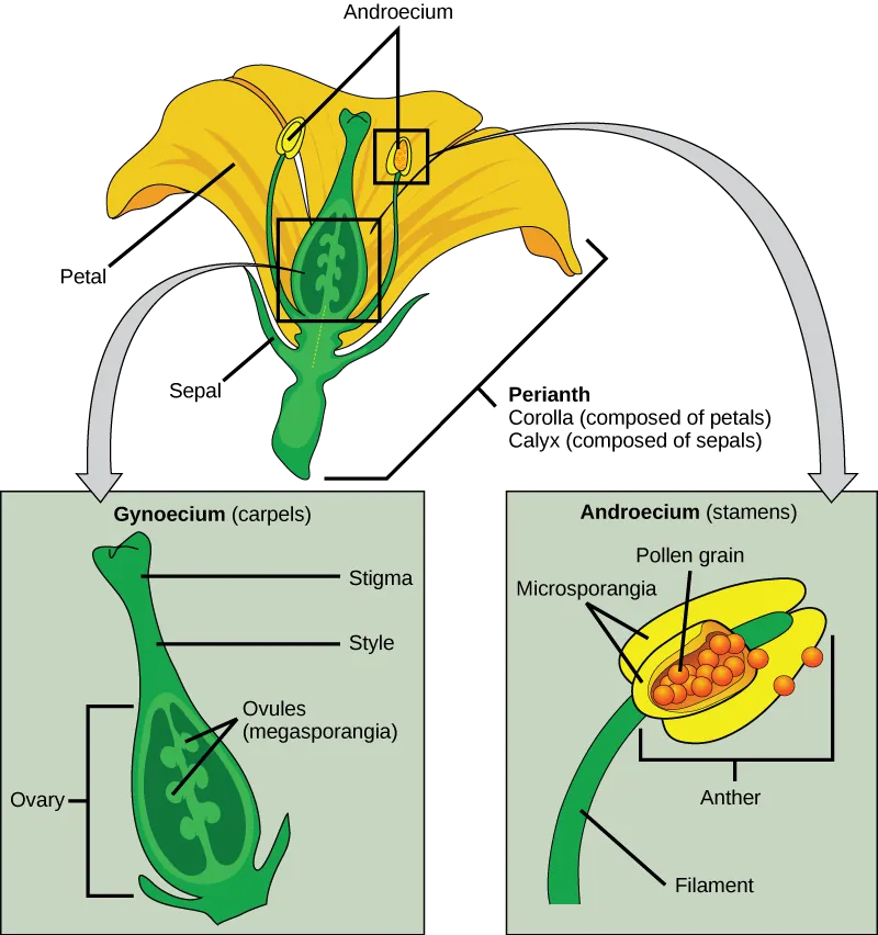 Illustration shows parts of a flower, which is called the perianth. The corolla is composed of petals, and the calyx is composed of sepals. At the center of the perianth is a vase-like structure called the carpel. A flower may have one or more carpels, but the example shown has only one. The narrow neck of the carpel, called the style, widens into a flat stigma at the top. The ovary is the wide part of the carpel. Ovules, or megasporangia, are clusters of pods in the middle of the ovary. The androecium is composed of stamens which cluster around the carpel. The stamen consists a long, stalk-like filament with an anther at the end. The anther shown is tri-lobed. Each lobe,  called a microsporangium, is filled with pollen.