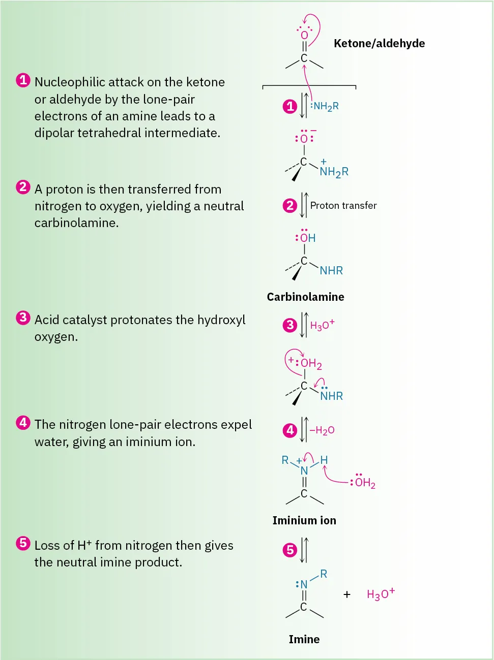 Reaction mechanism for ketone or aldehyde to imine through five steps: nucleophilic attack of amine, proton transfer generating neutral carbinolamine, protonation of hydroxy, iminium ion formation, and deprotonation to imine.