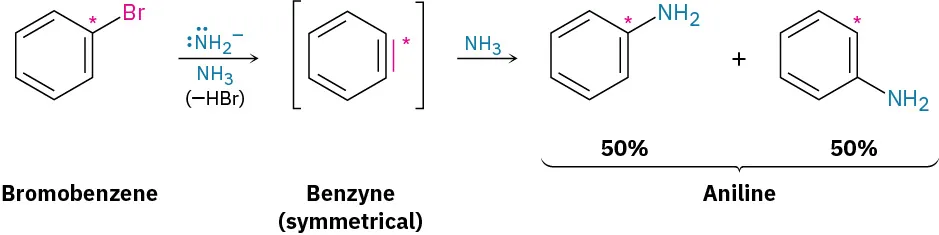 Bromobenzene reacts with N H 2 minus ion to form benzyne, which reacts with ammonia to form a 50 50 mix of two aniline carbocations