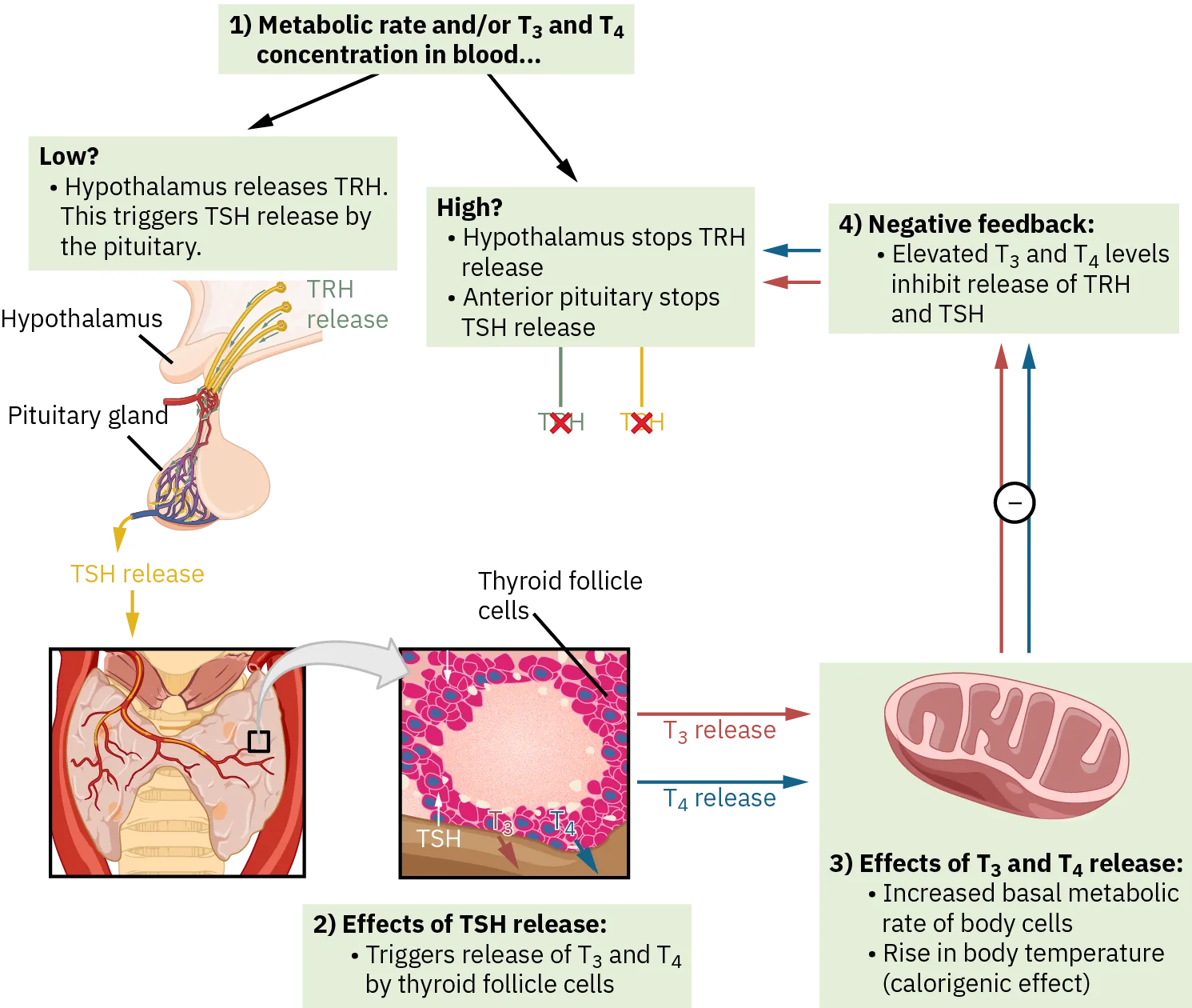 Thyroid hormones control metabolism using a negative feedback loop. The diagram shows the general steps of a negative feedback loop at the center (imbalance, hormone release, correction, and negative feedback) using the example of the hormone cascade that regulates metabolic rate. The hypothalamus releases TRH in response to low metabolic rate and or low T three and T four concentrations in the blood (imbalance). This triggers TSH release by the pituitary (hormone release). The TSH travels to the thyroid where it triggers T three and T four release by the thyroid cells. T three and T four increase basal metabolic rate of the body cells and cause a rise in body temperature (the calorigenic effect). T three and T four then feed back to the hypothalamus and inhibits TRH and TSH release. If metabolic rate is high and or T three and T four concentrations are low, then the hypothalamus stops releasing TRH (negative feedback). As a result, the anterior pituitary will not release TSH and no T three or T four will be produced by the thyroid.