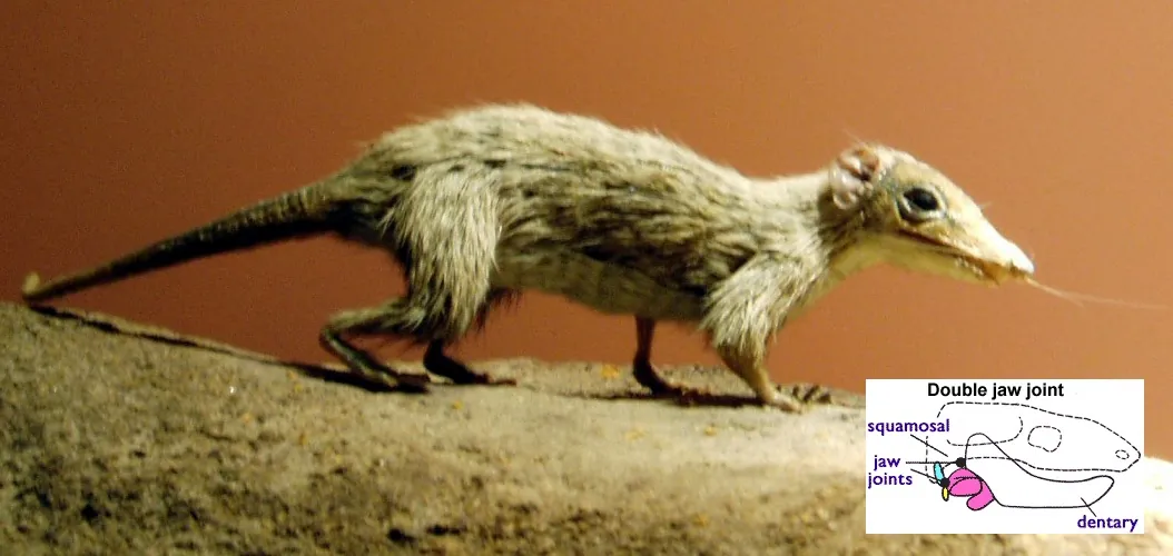 Image of morganucodont. Inset: Jaw showing double hinge, one between dentary and squamosal and one between articular (yellow) and quadrate (blue) bones.