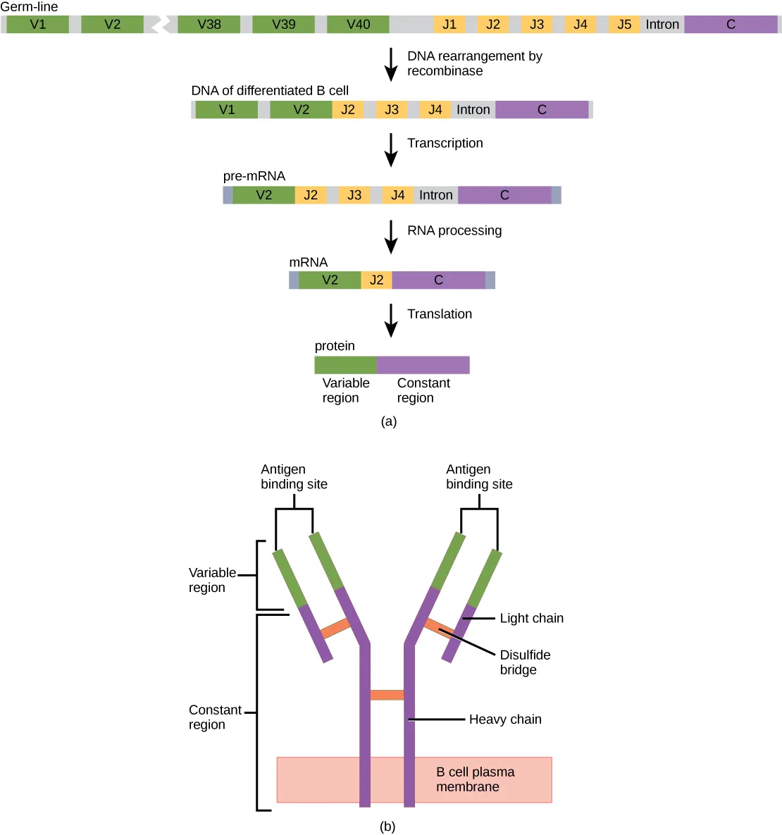 Part A shows the arrangement of gene segments encoding antibody light chains in a germ-line B cell. The segment contains forty consecutive V regions, named V1 through V 40, five consecutive J regions named J1 through J5, and a constant region. J5 and the constant region are separated by an intron. DNA recombinase splices out the portion of DNA containing segments V3 through J1, resulting in a differentiated B cell where the V2 region is joined to the J2 region. The gene is transcribed into pre-RNA. RNA processing splices out all but the V2, J2 and C regions. Translation results in a protein with a variable region formed from the V2 and J2 segments, and a constant region formed from the C region. In part B the light chain joins the heavy chain to form a Y-shaped antibody.