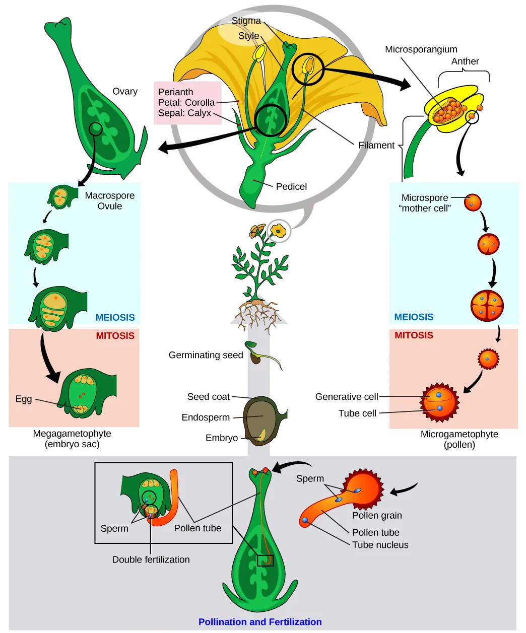 Illustration shows a tulip in cross section at the top of a clockwise circular series of images. An enlargement of the anther shows microsporangium inside. One microspore (the “mother cell”) undergoes meiosis to the four-cell stage. The mother cell then undergoes mitosis to become a microgametophyte, or pollen grain. Counterclockwise from the flower cross section, an ovary is shown with several macrospore ovules inside. One is shown developing into the embryo sac through meiosis then mitosis. At the bottom of the illustration, the pollen grain lands on the stigma of a flower, and a pollen tube grows from the pollen grain down inside the style to the ovary. The pollen tube contains a pollen tube nucleus and two sperm. The sperm fertilize the egg and the polar nuclei within the embryo sac (double fertilization).