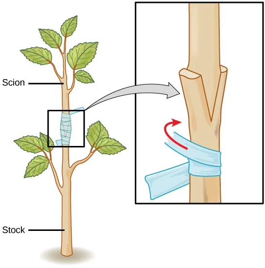 Illustration shows the trunk of a sapling, which has been split.  This is labeled as the stock. The upper part of a different sapling is wedged into the split and taped so that the two parts can grow together. This is labeled as the scion.