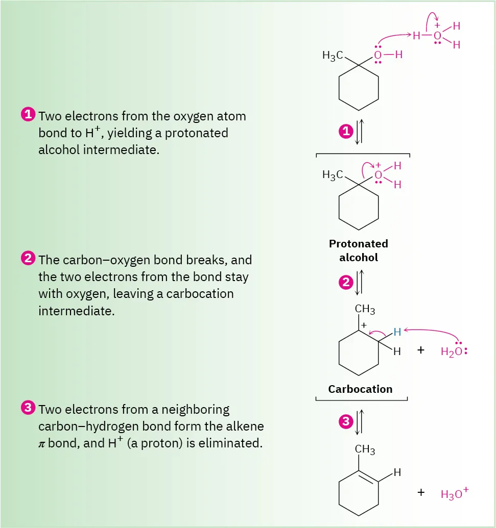 Three-step mechanism: 1-methylcyclohexanol is protonated by hydronium, water leaves forming tertiary carbocation, deprotonation of adjacent carbon by water results in formation of double bond, produces 1-methylcyclohexene.