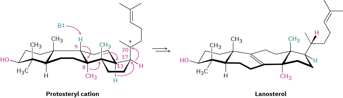 A base reacts with the protosteryl cation to form lanosterol. The reaction mechanism is denoted by multiple arrows.