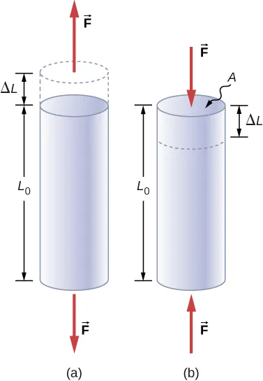 La Figura A es el esquema de un cilindro con una longitud L0 que está sometido al esfuerzo de tracción. Dos fuerzas en los diferentes lados del cilindro aumentan su longitud en Delta L. La Figura B es el esquema de un cilindro con una longitud L0 que está bajo el esfuerzo de compresión. Dos fuerzas en los diferentes lados del cilindro reducen su longitud en Delta L.