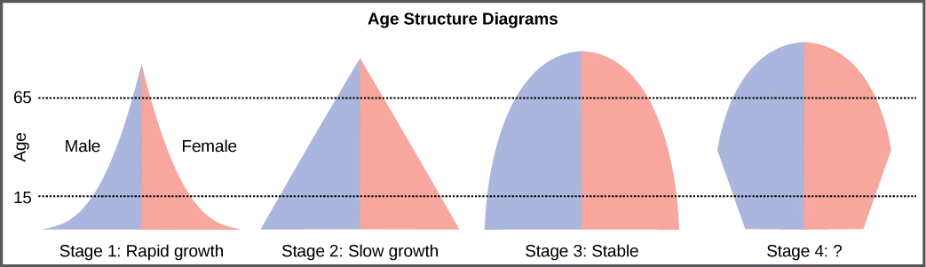 For the four different age structure diagrams shown, the base represents birth and the apex occurs around age 70. The age structure diagram for stage 1, rapid growth, is shaped like a deflated triangle that starts out wide at the base and rapidly decreases to a narrow apex, indicating that the number of individuals decreases rapidly with age. The age structure diagram for stage 2, slow growth, is triangular in shape, indicating that the number of individuals decreases steadily with age. The age structure diagram for stage 3, stable growth, is rounded at the top, indicating that the number of individuals per age group decreases gradually at first, then decreases more rapidly for the older portion of the population. The final age structure diagram, stage 4, widens from the base to middle age, and then narrows to a rounded top. The population type indicated by this diagram is not given, as this is part of the Visual Connection question.
