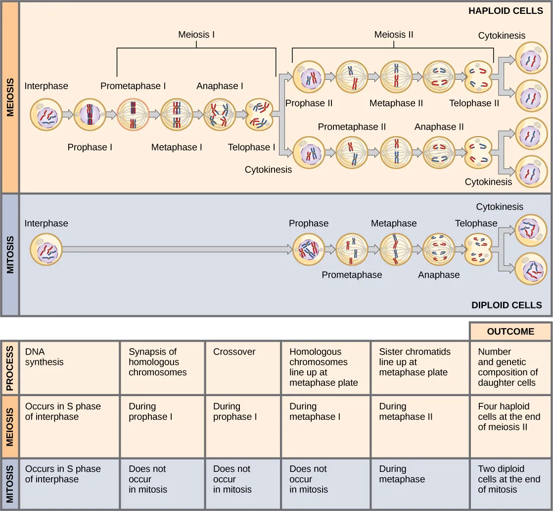 This illustration compares meiosis and mitosis. In meiosis, there are two rounds of cell division, whereas there is only one round of cell division in mitosis. In both mitosis and meiosis, DNA synthesis occurs during S phase. Synapsis of homologous chromosomes occurs in prophase I of meiosis, but does not occur in mitosis. Crossover of chromosomes occurs in prophase I of meiosis, but does not occur in mitosis. Homologous pairs of chromosomes line up at the metaphase plate during metaphase I of meiosis, but not during mitosis. Sister chromatids line up at the metaphase plate during metaphase II of meiosis and metaphase of mitosis. The result of meiosis is four haploid daughter cells, and the result of mitosis is two diploid daughter cells.