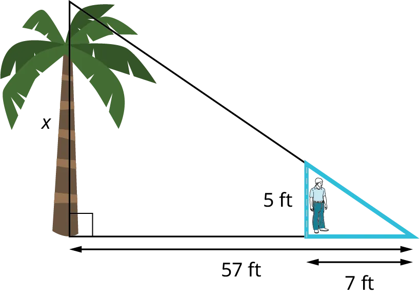An illustration of a palm tree and stick figure person shows a right triangle. The vertical leg shows a tree and it measures x. The hypotenuse is unknown. The horizontal leg measures 57 feet. A boy who is 5 feet tall is standing 50 feet away from the base of the tree. The boy casts a shadow of 7 feet.
