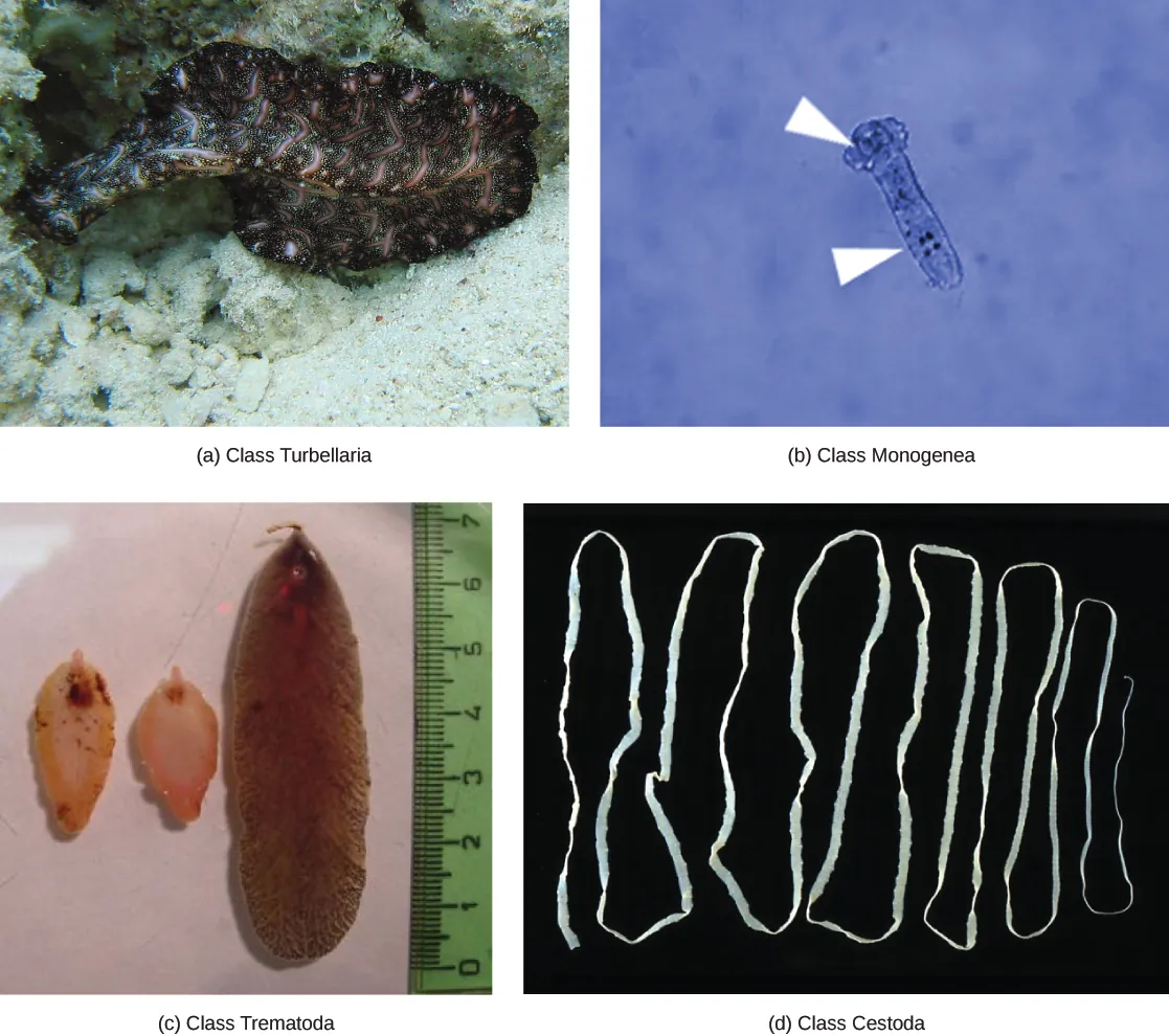 Photo A shows a Bedford's flatworm from the class Turbellaria. The worm has the appearance of a fringed ribbon, black with pink stripes, swimming above the sand. Photo B shows a Dactylogyrus from the class Monogenea. The worm's body is a long, thin translucent oval with bulges at one end that give the appearance of a head. Three dark spots appear in the head, and four more dark spots three-quarters appear of the way down the body. Anchors that enable the worm to latch onto gills are located near these spots. Photo C shows foot-shaped brown worms. Photo D shows a long, thin ribbon-like white worm.