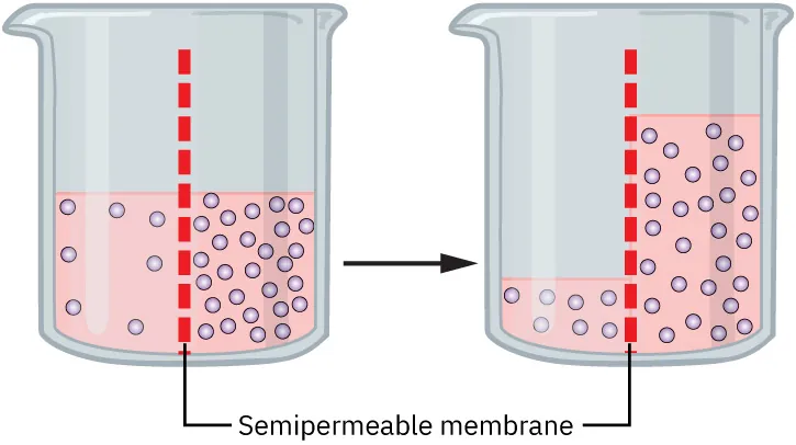 A color graphic showing the osmosis process. The graphic depicts two glass beakers with fluid. There is a semipermiable membrane in the center of each beaker represented by a dotted line. To the left of the membrane is an area of lesser concentration. To the right of the membrane is an area of great concentration. In the left membrane the volume of fluid is equal on each side of the membrane. There is an arrow from the left to the right beaker. In the right beaker, the volume of fluid on the right side of the membrane is much greater than that on the left.