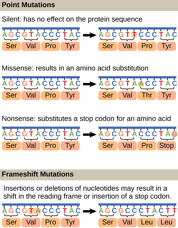 Illustration shows different types of point mutations that result from a single amino acid substitution. In a silent mutation, no change in the amino acid sequence occurs. In a missense mutation, one amino acid is substituted for another. In a nonsense mutation, a stop codon is substituted for an amino acid. In a frameshift mutation, one or more bases is added or deleted, resulting in a change in the reading frame.