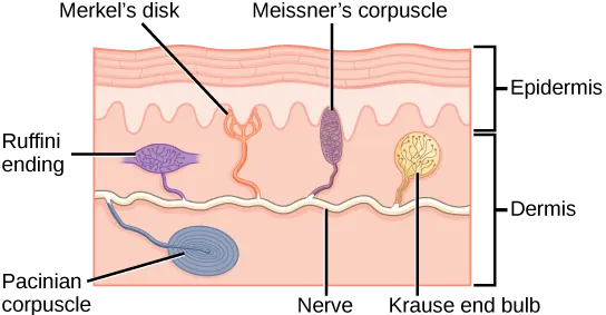 Illustration shows the location of various mechanoreceptors in a cross section of the epidermis and dermis. A nerve runs along the middle of the dermis, and all the mechanoreceptors are connected to it. Ruffini endings, Merkel’s disks, and Meissner’s corpuscles are all located in the upper dermis above the nerve. Ruffini endings are bulbous, horizontal mechanoreceptors located in the middle of the upper dermis. Meissner’s corpuscles are bulbous, vertical mechanoreceptors that touch the bottom of the epidermis. Merkel’s disks have finger-like projections that also touch the bottom of the epidermis. The roundish Krause end bulbs are also encapsulated within the dermis. The last type of mechanoreceptor, Pacini corpuscles, are oval mechanoreceptors located in the lower dermis.